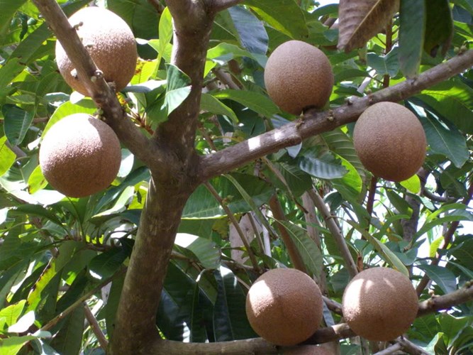 Giống[-]táo[-]Mỹ[-]có[-]hình[-]dáng[-]khá[-]giống[-]quả[-]hồng[-]xiêm[-]đang[-]được[-]ưa[-]chuộng
